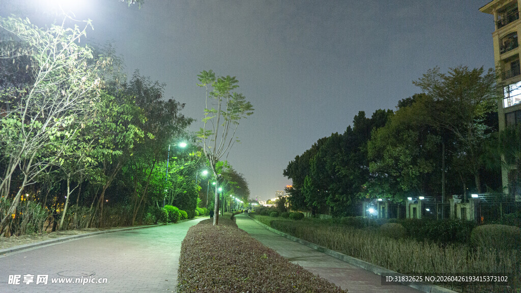 夜晚灯光下的静谧林荫道