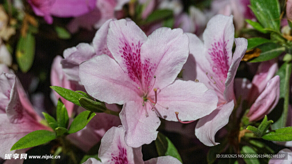娇艳粉色杜鹃花绽放