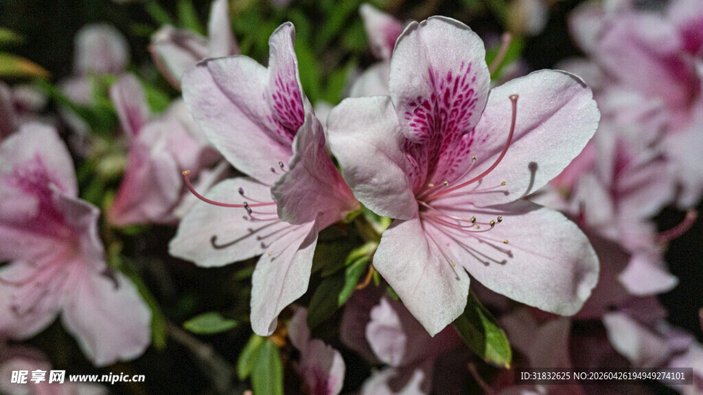 娇艳粉色杜鹃花绽放