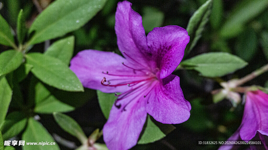 娇艳紫色杜鹃花特写
