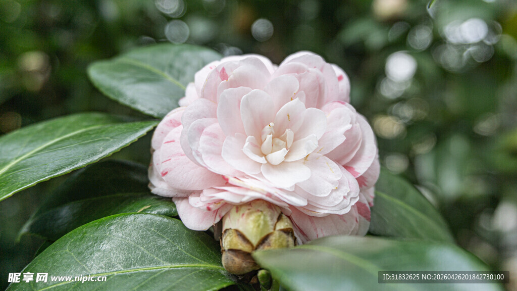 娇艳山茶花绽放绿叶间