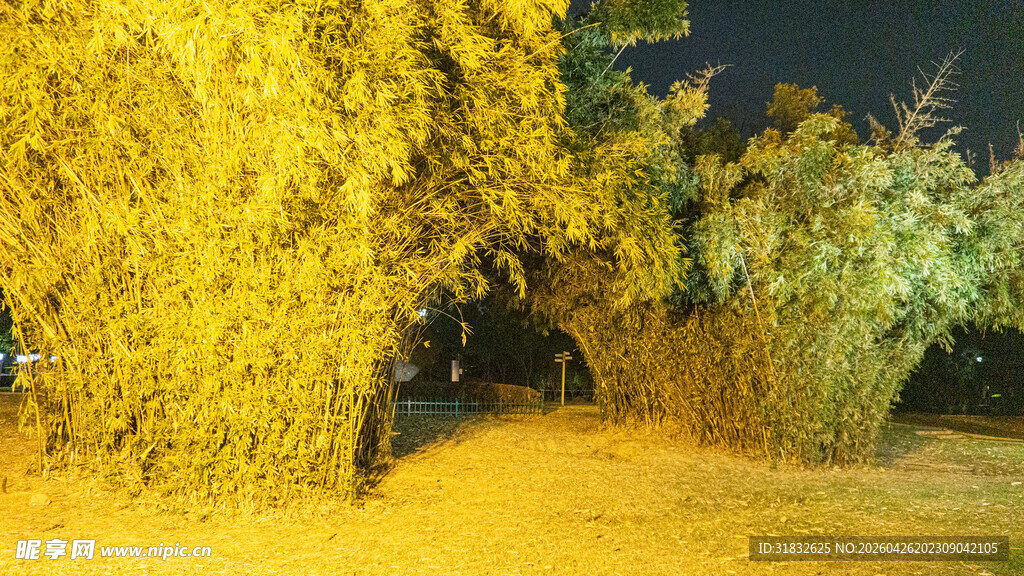 夜晚金黄灯光下的葱郁树木