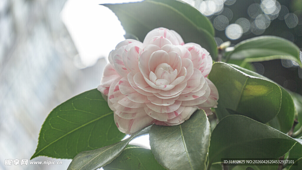 粉色山茶花特写