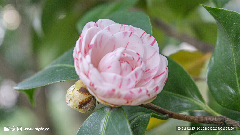 娇艳粉色山茶花绽放