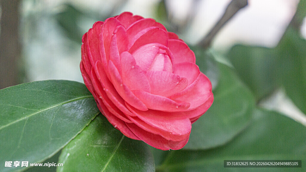 娇艳欲滴的红色山茶花