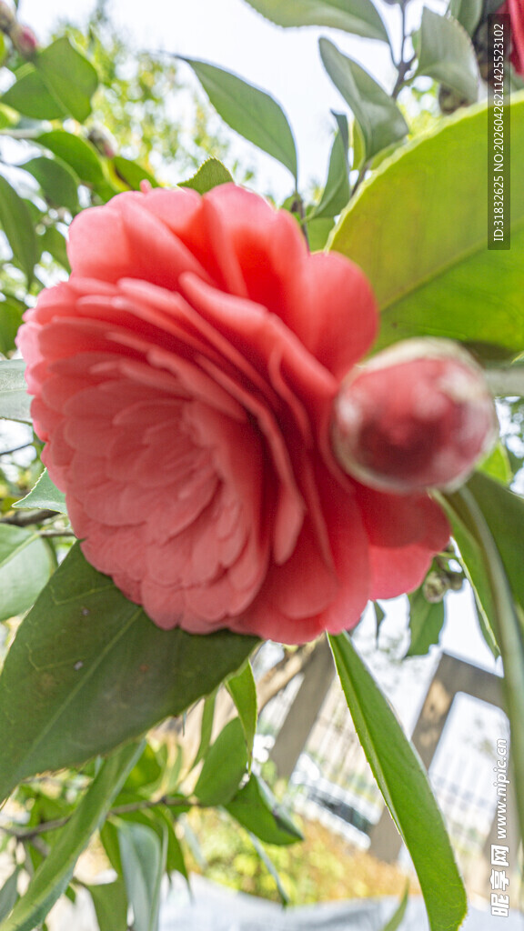 娇艳山茶花特写