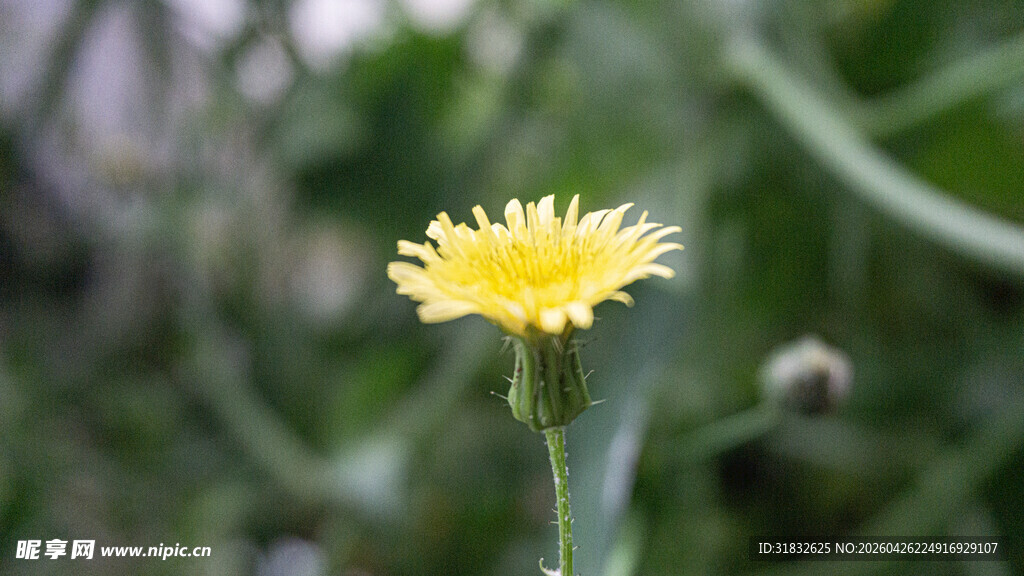 黄色小花特写