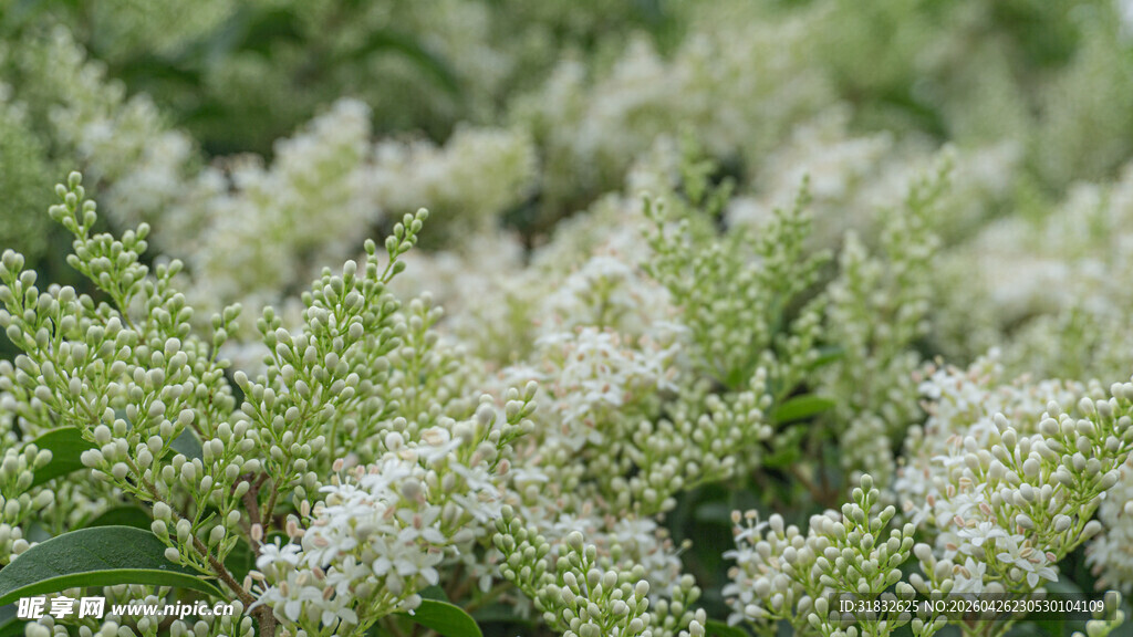 女贞花卉特写