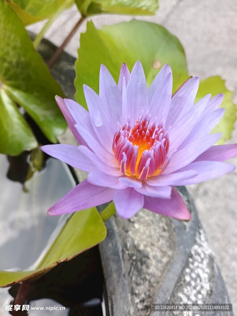 美丽紫色睡莲