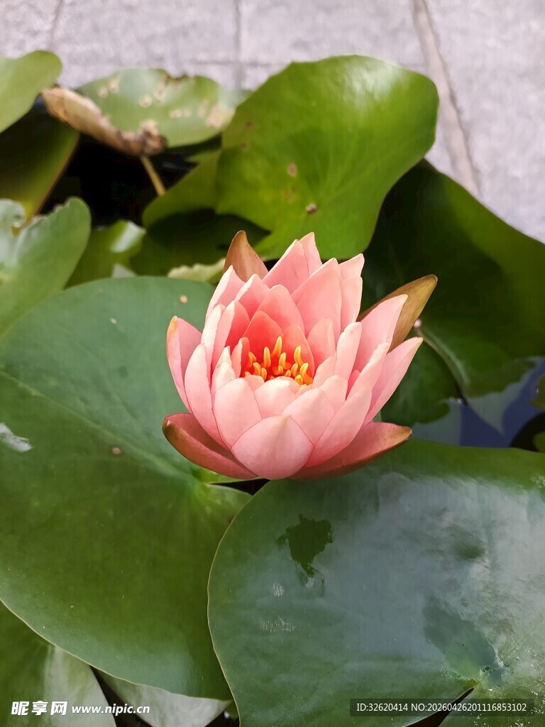 娇艳睡莲绽放于绿叶间