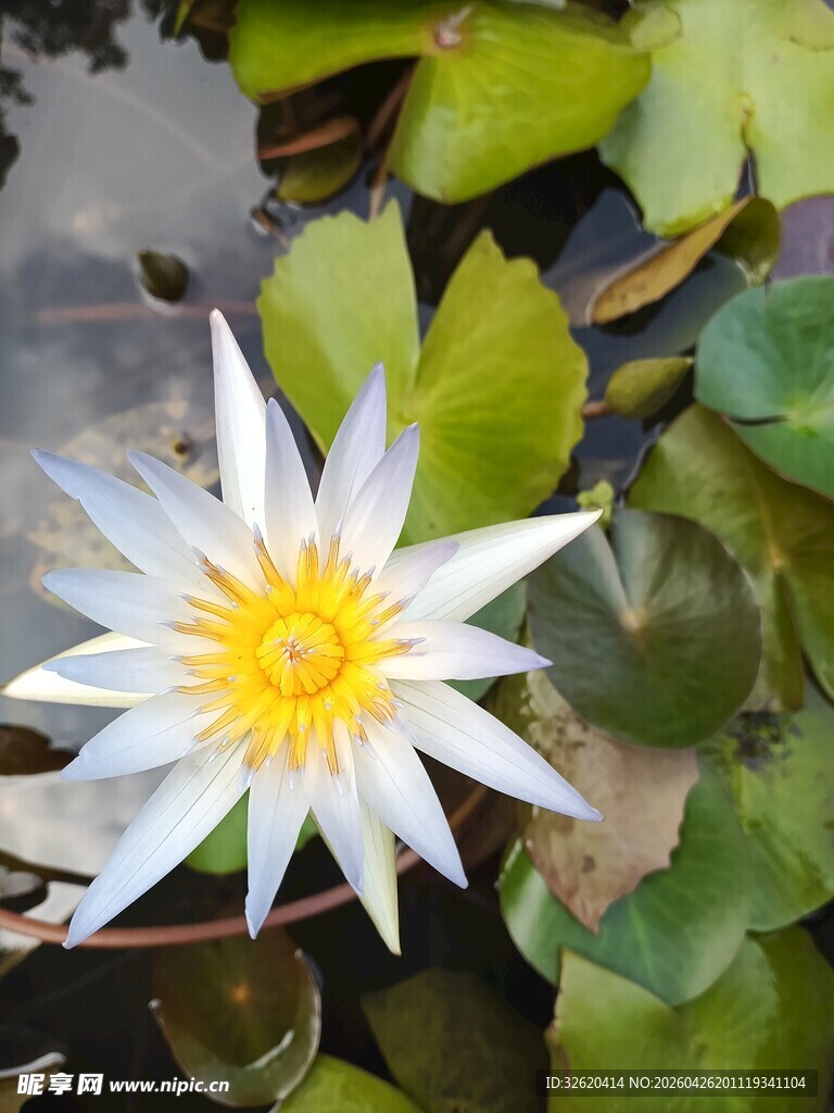 睡莲