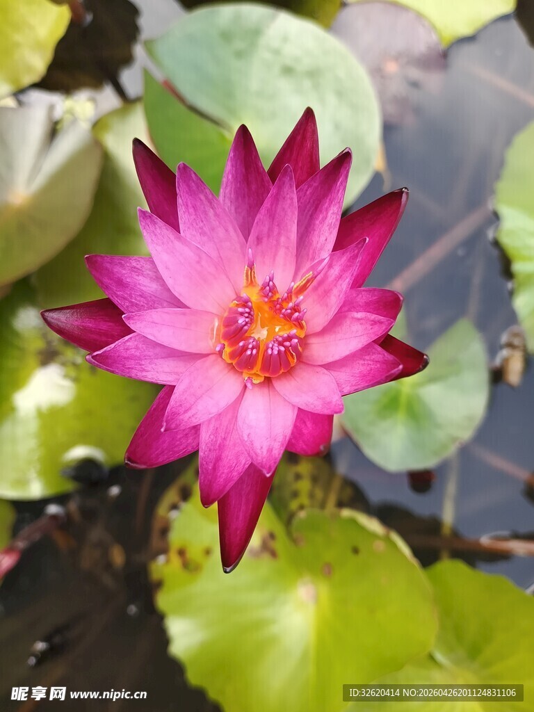 娇艳睡莲绽放于绿叶间