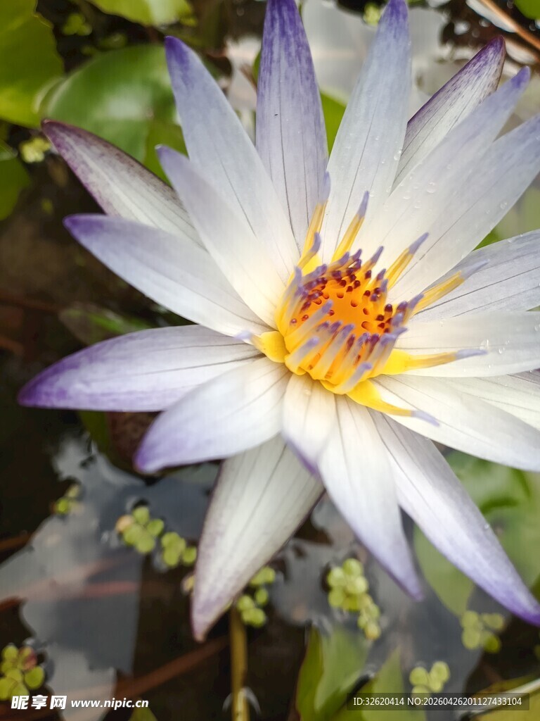 白色睡莲
