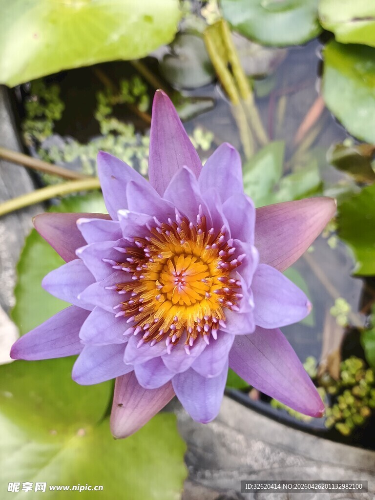 紫色睡莲绽放于荷塘