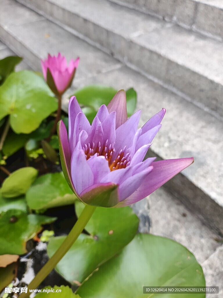 绽放的美丽紫色睡莲