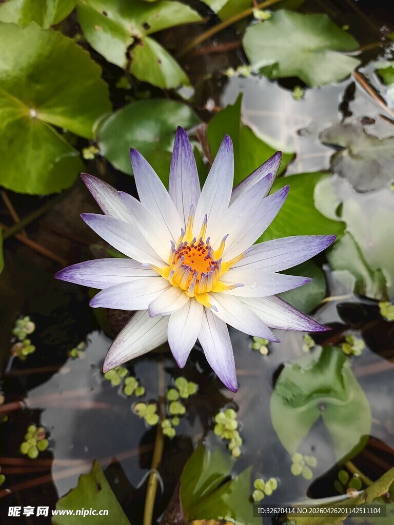 绽放的美丽白睡莲