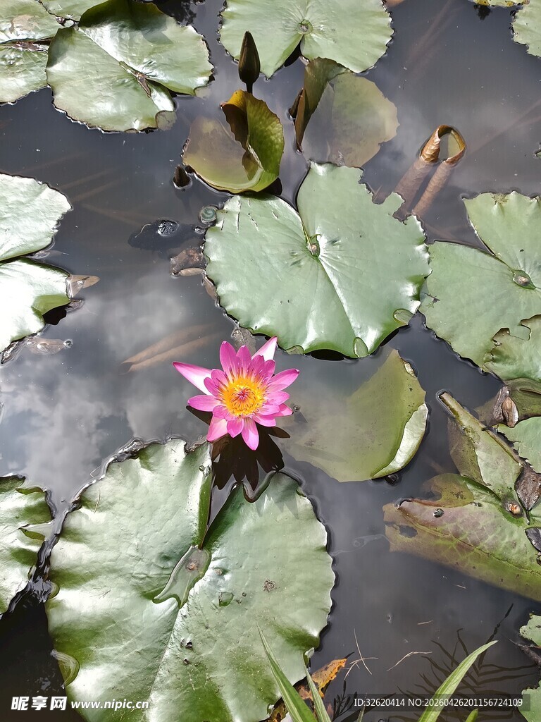 水中绽放的娇艳粉色睡莲