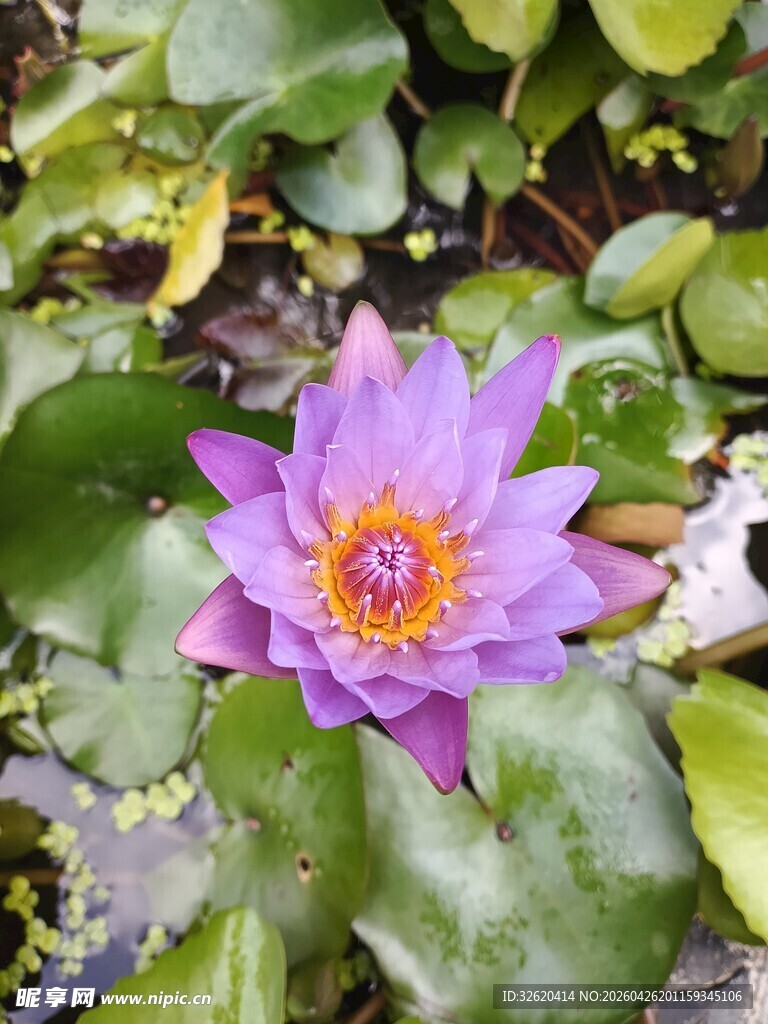 美丽紫睡莲绽放于绿叶间