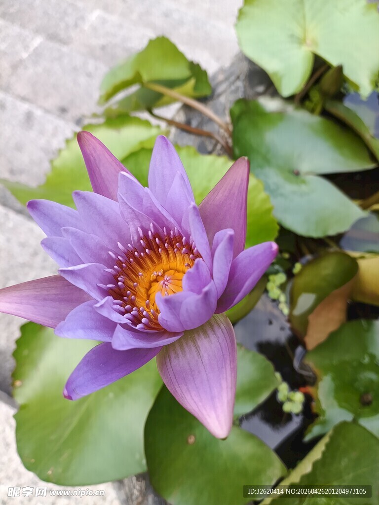 紫色睡莲