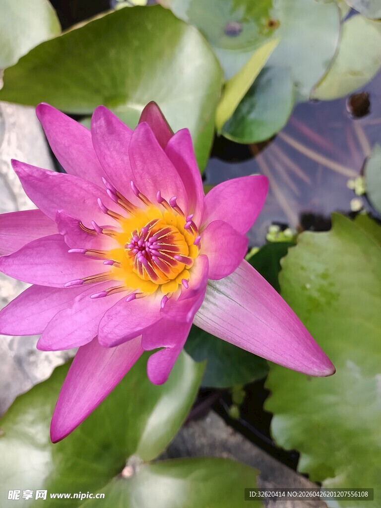 娇艳粉色睡莲绽放