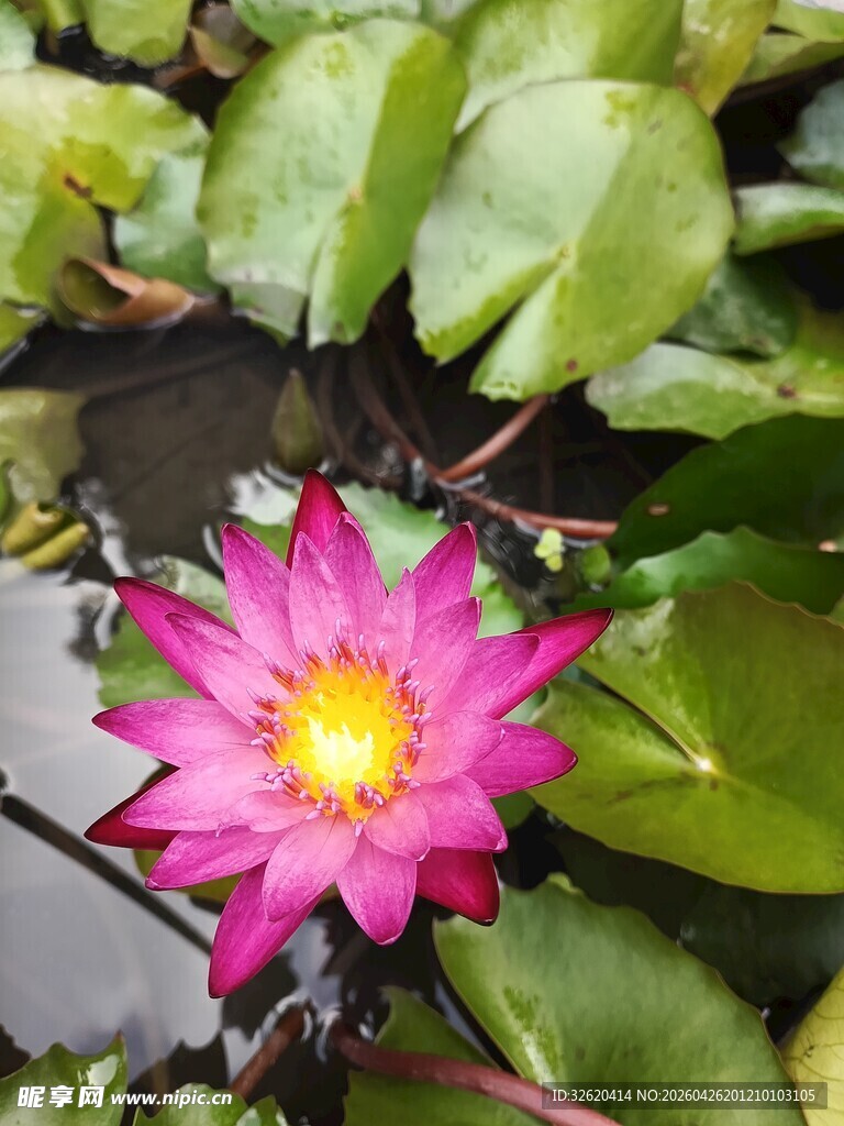 娇艳睡莲绽放于绿叶间