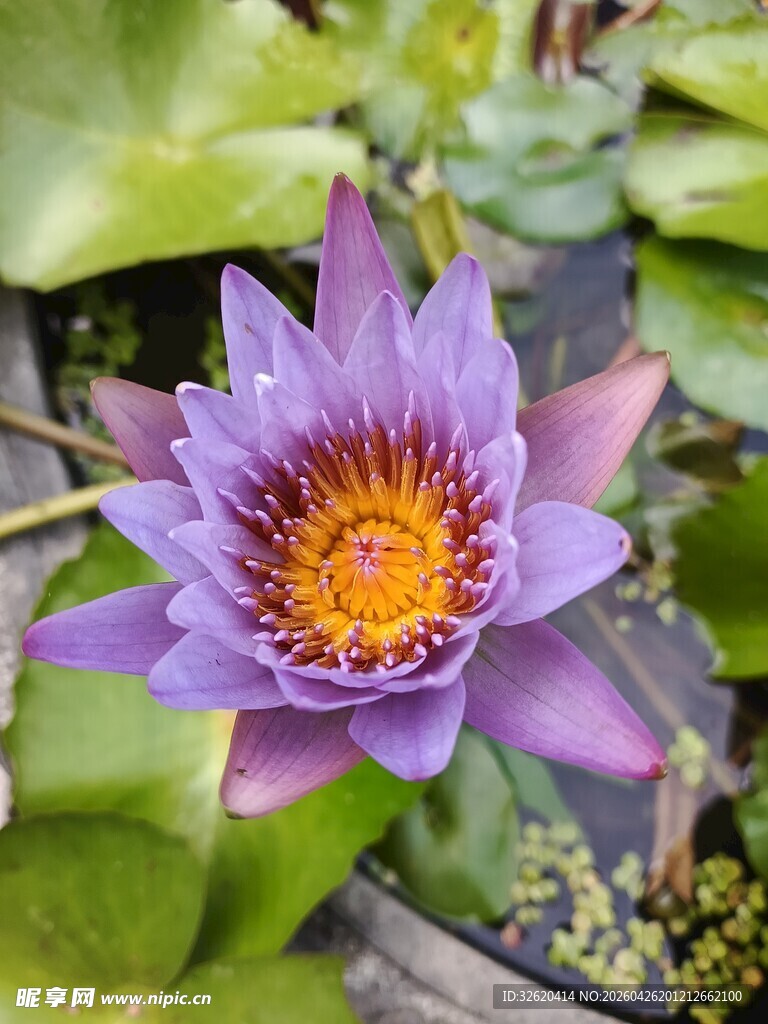 紫色睡莲绽放于绿叶间