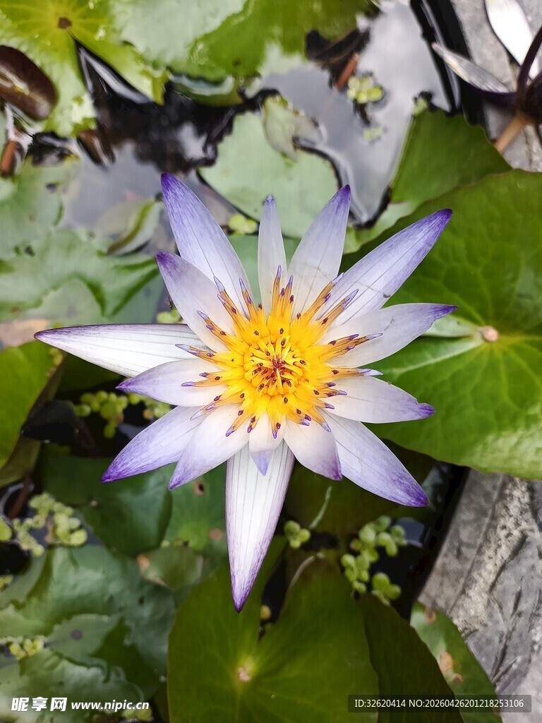 美丽绽放的白色睡莲