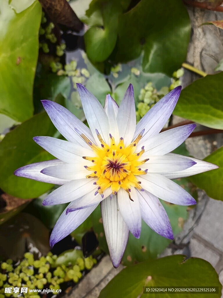 白色睡莲
