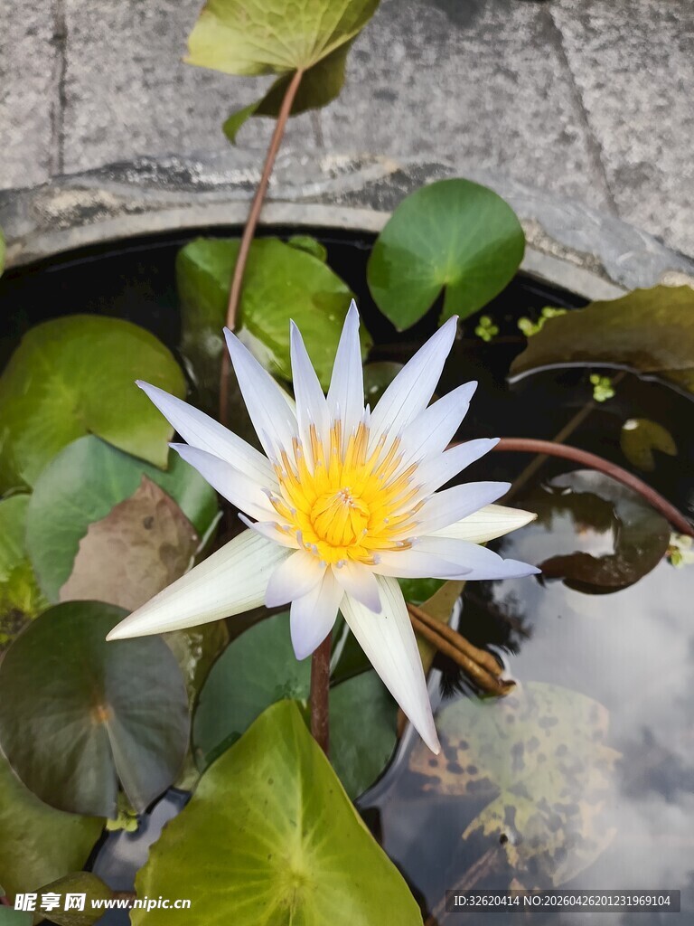 水中绽放的美丽白睡莲