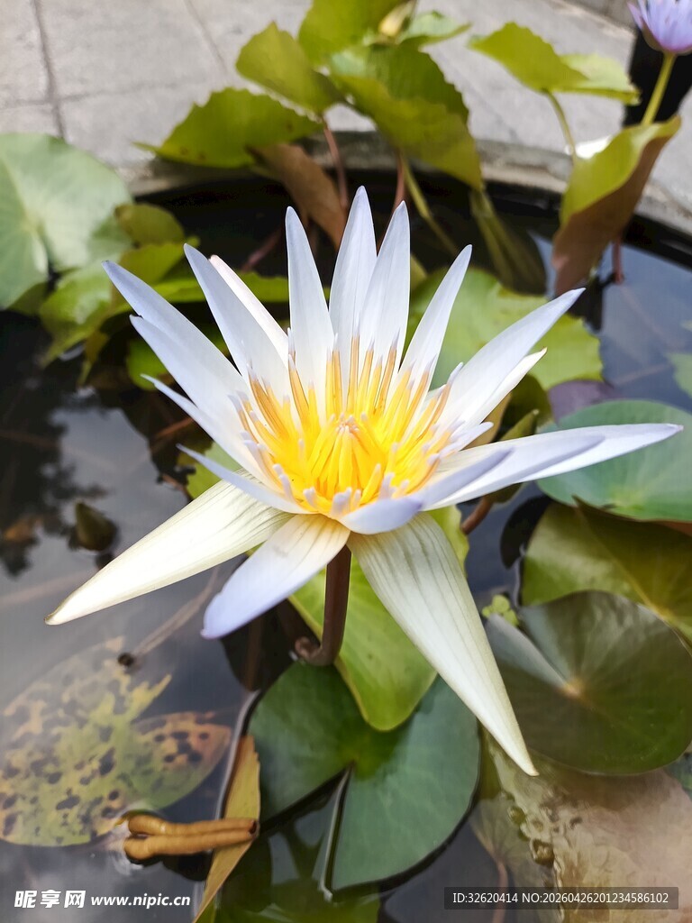 水中绽放的美丽白睡莲