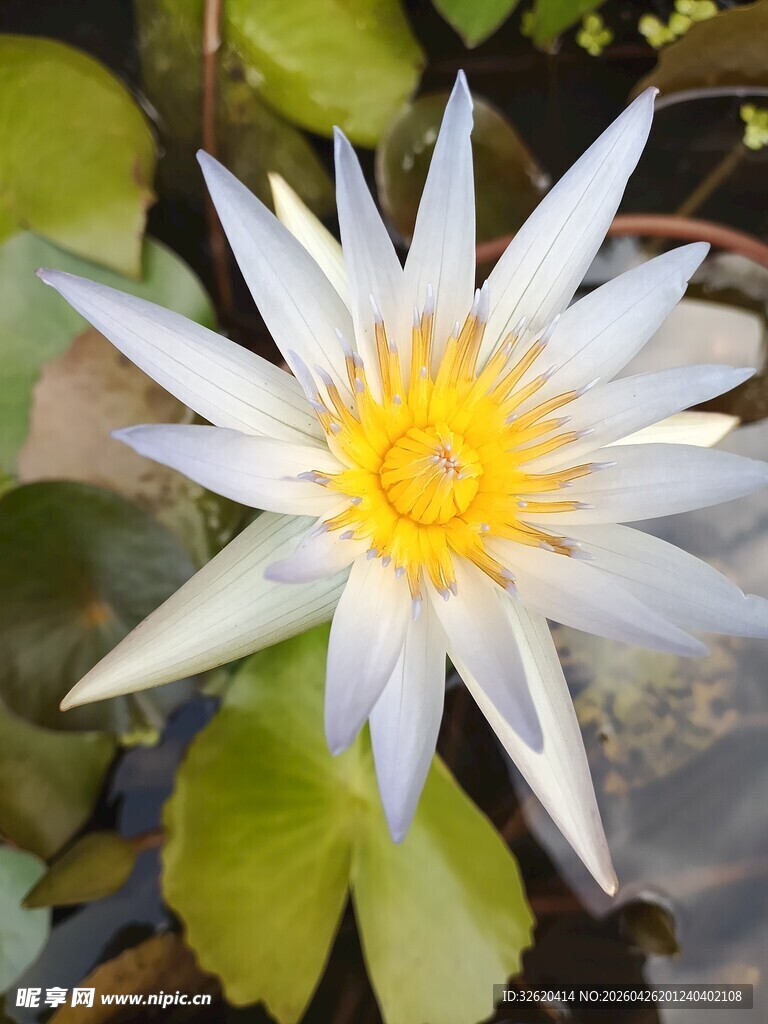 白色睡莲绽放