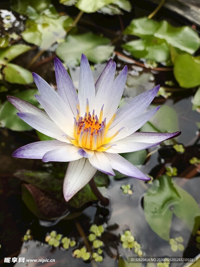 美丽白紫色睡莲绽放