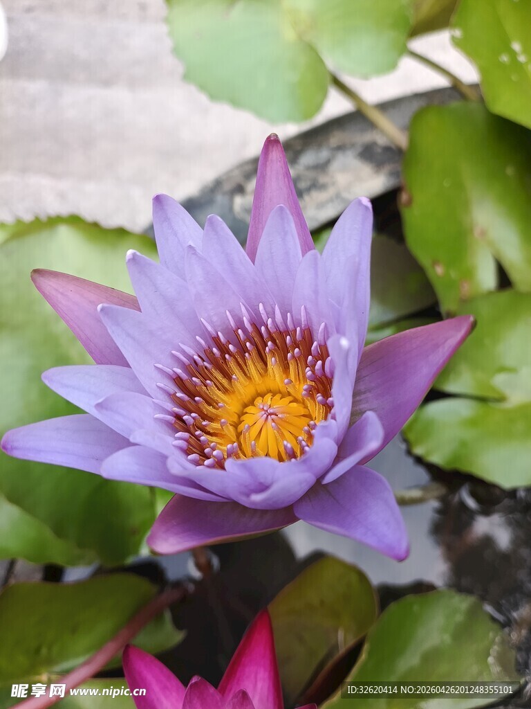 美丽绽放的紫色睡莲