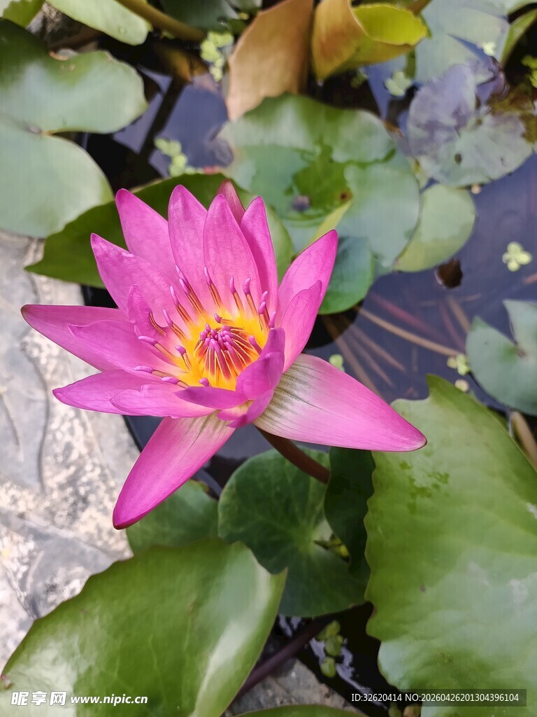 娇艳粉色睡莲绽放