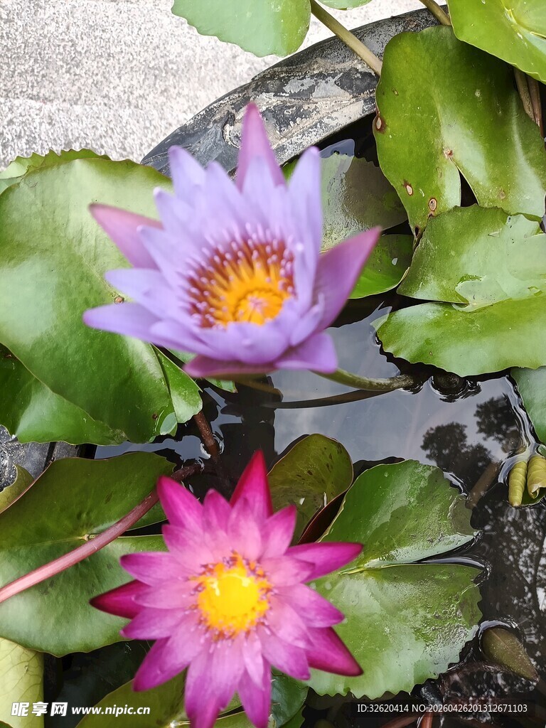水中绽放的美丽睡莲