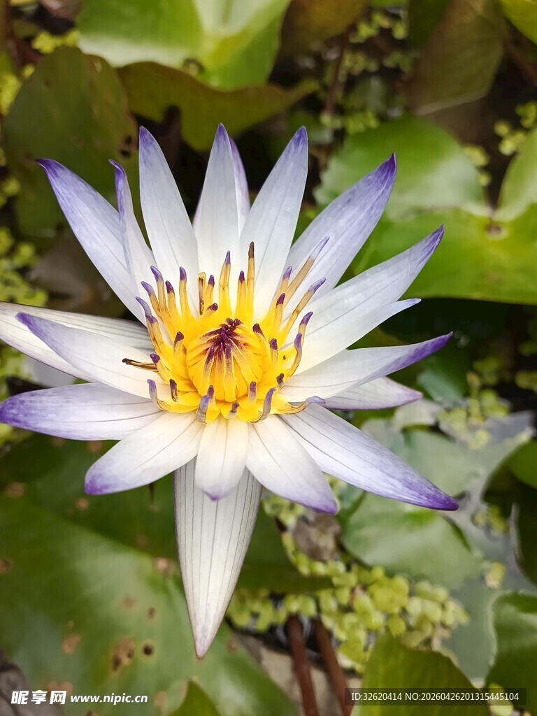 美丽蓝紫色睡莲