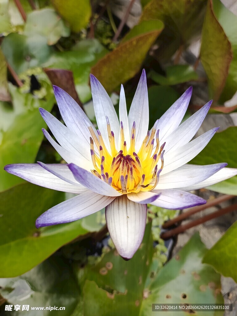美丽白睡莲绽放