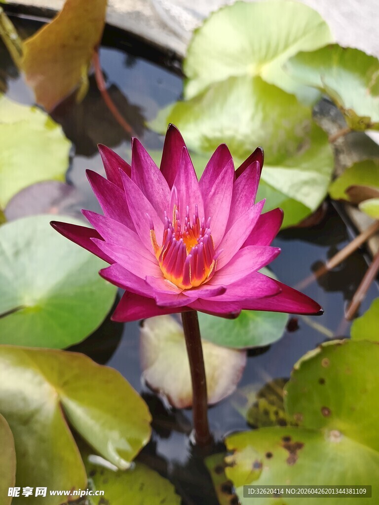 娇艳睡莲绽放于莲叶间