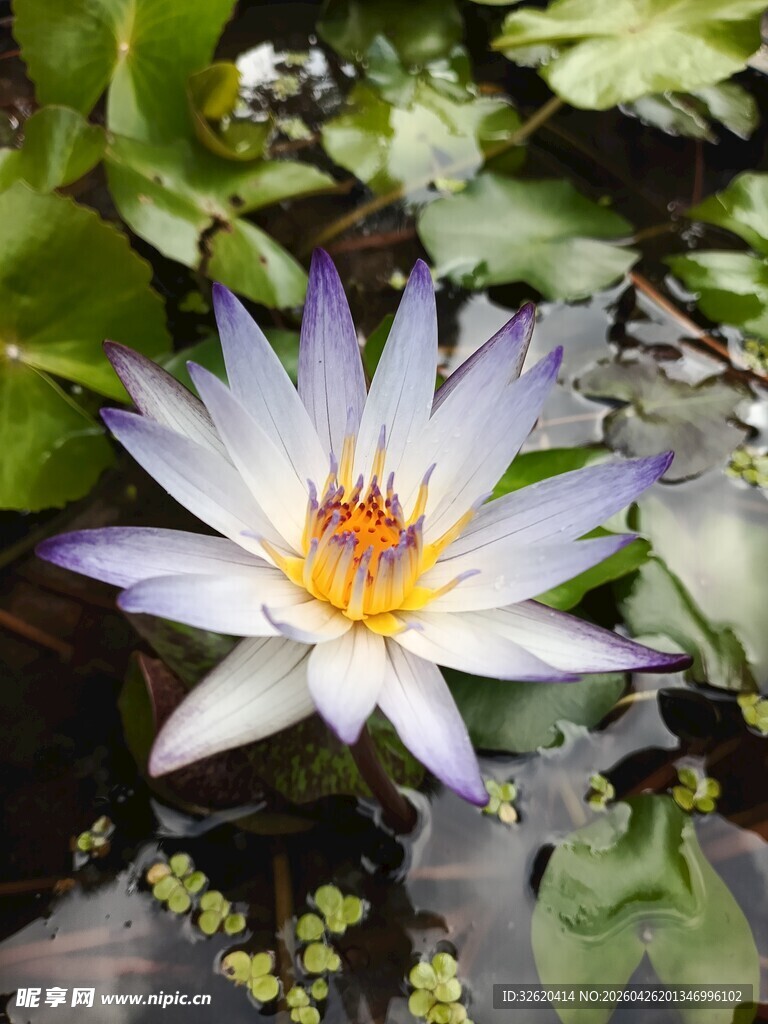 美丽绽放的紫色睡莲