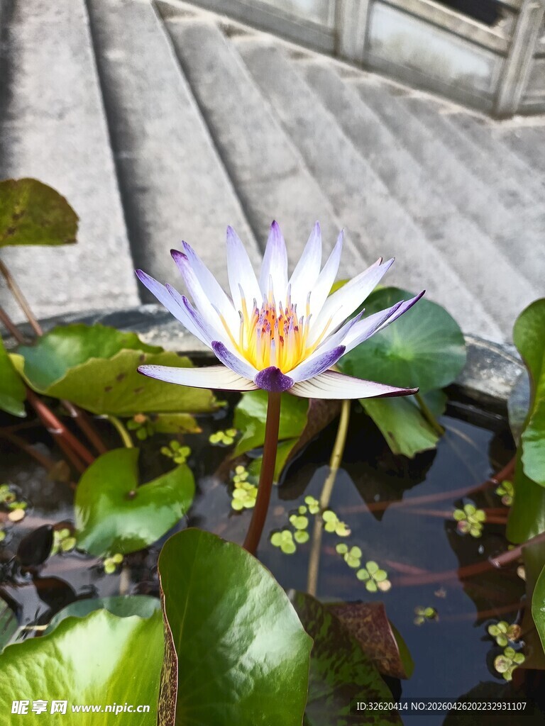 水中绽放的美丽睡莲