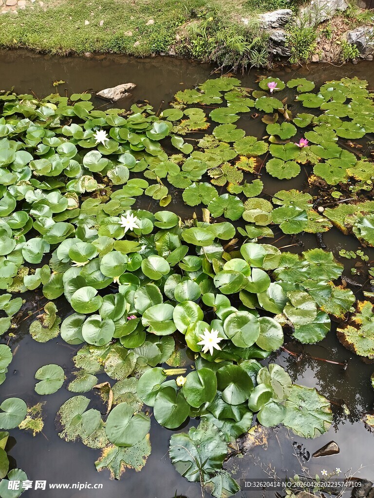 池塘中的繁茂睡莲景观