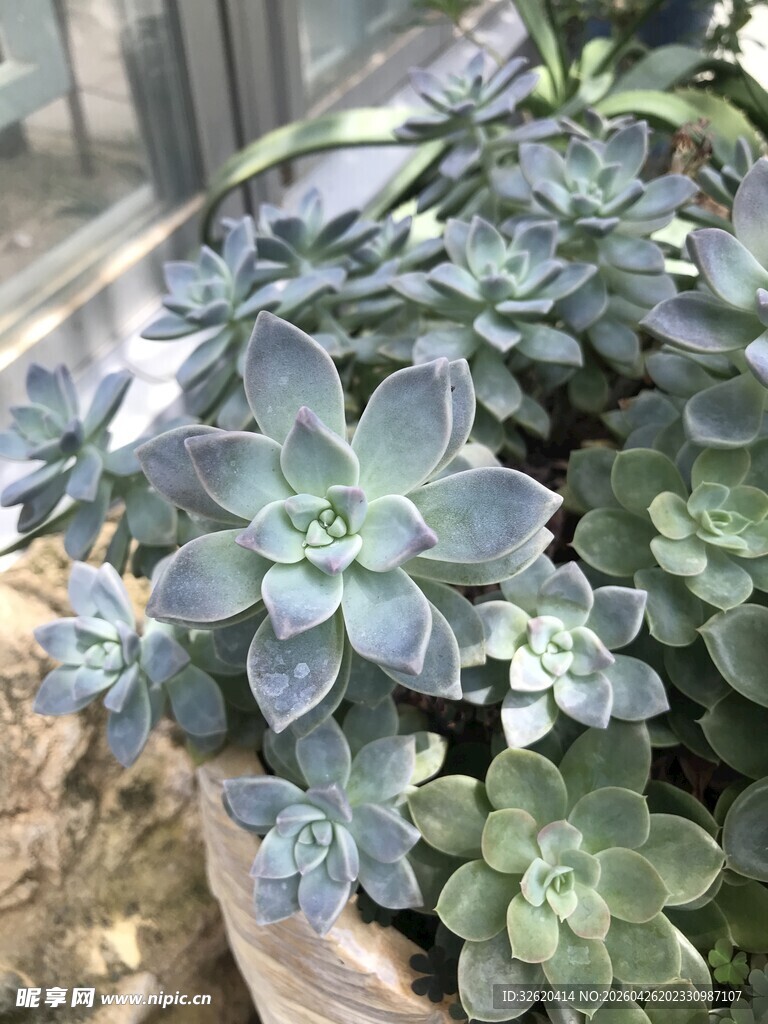 蓝绿色多肉植物