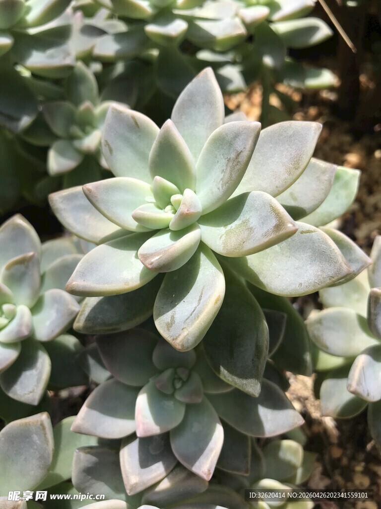 可爱多肉植物