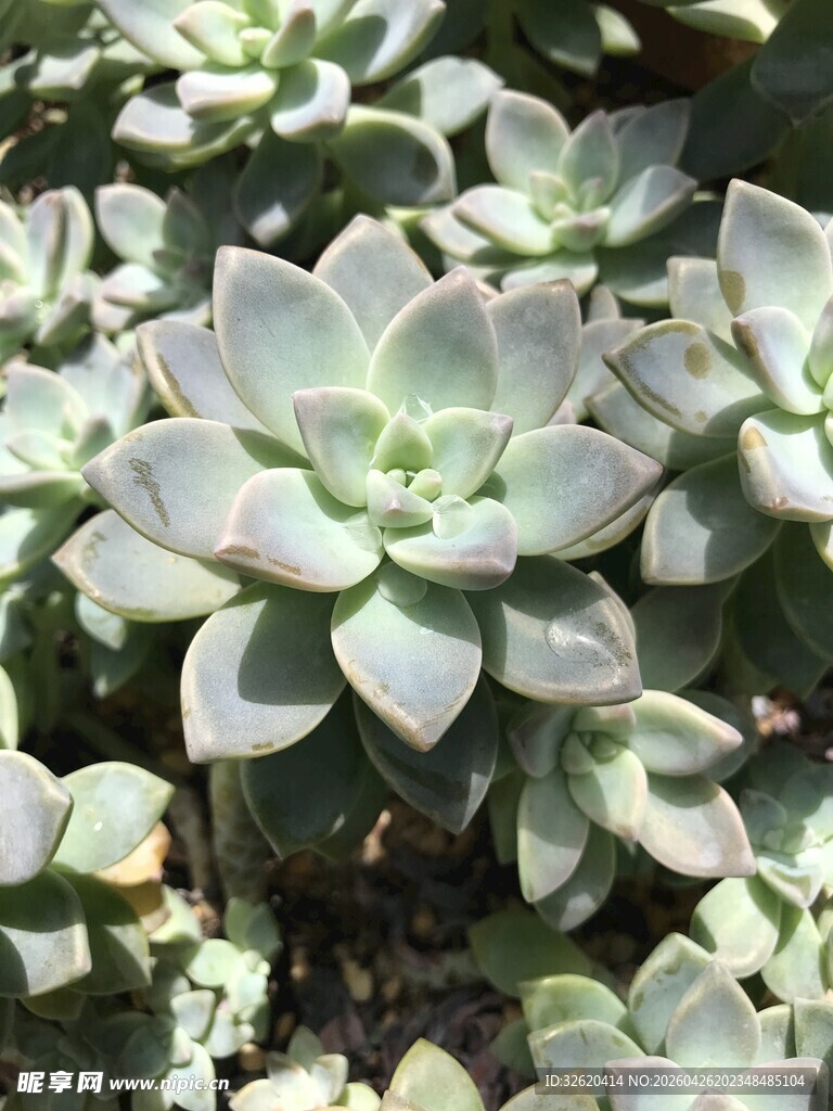 清新多肉植物