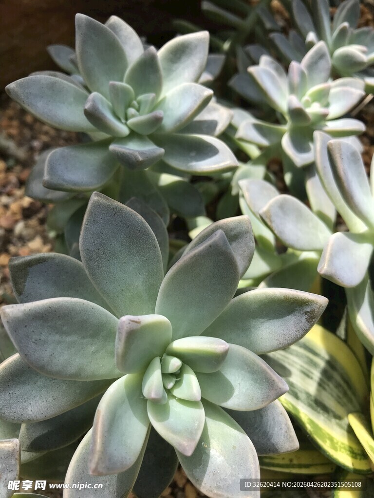 清新多肉植物