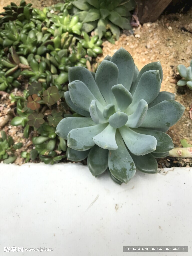 蓝绿色多肉植物