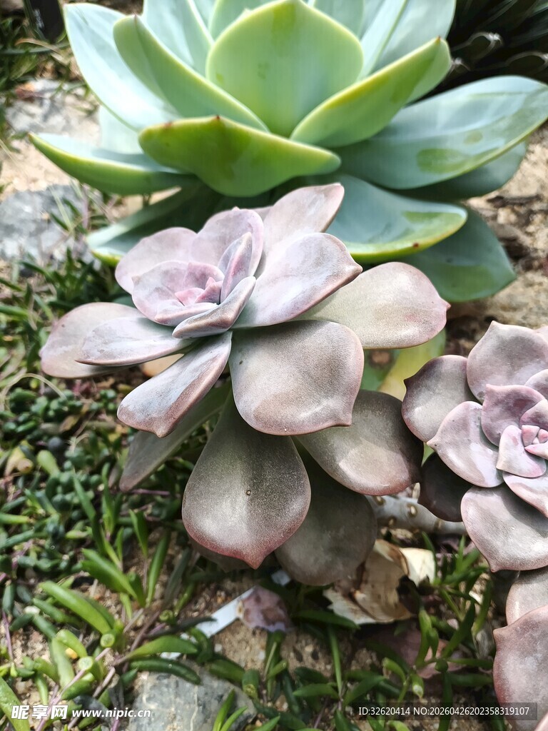 多肉植物