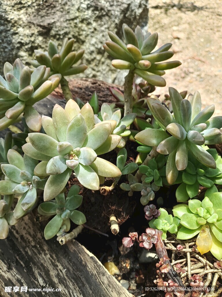多肉植物