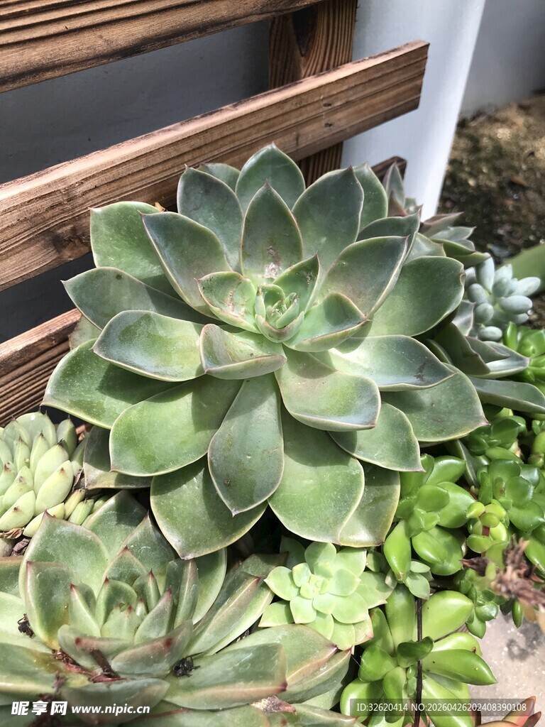 可爱多肉植物