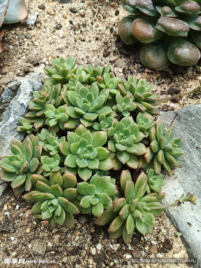 群生多肉植物